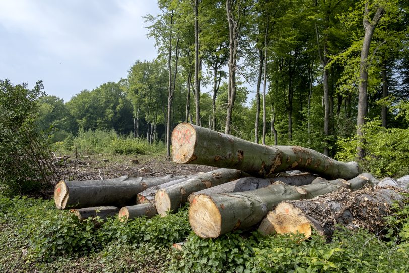Bei dem Unwetter am 10. März kamen erneut Bäume zu Schaden und mussten gefällt werden.