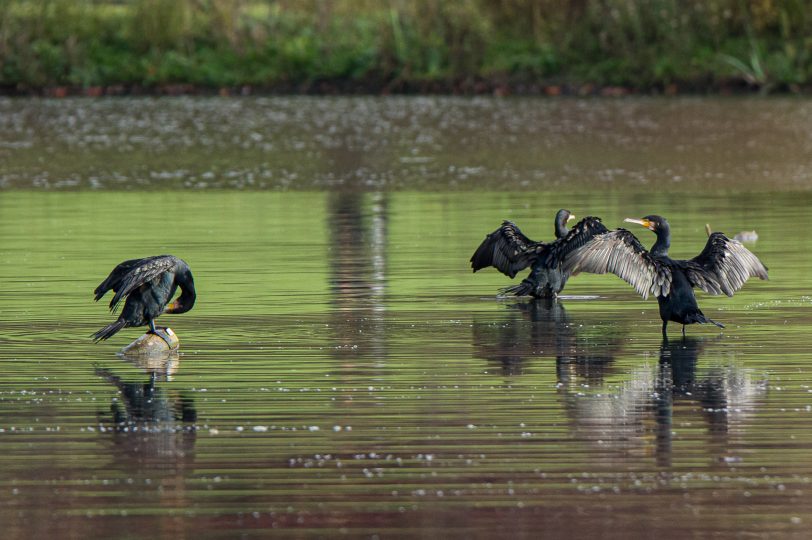 Kormorane am Ümminger Sees.