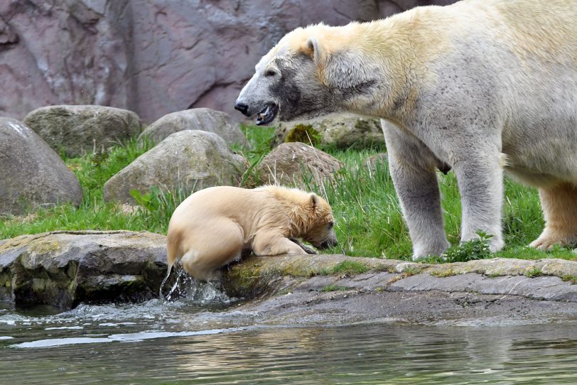 Nanook spielt mit Mama Lara.