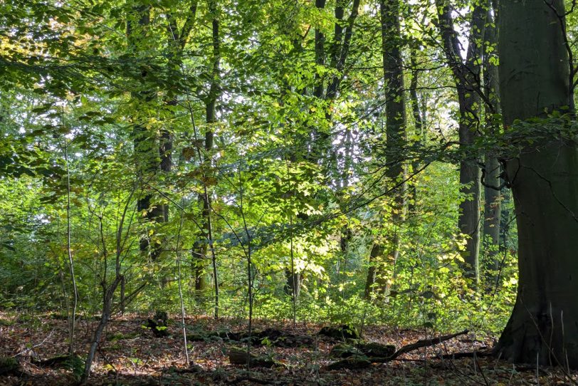 Herbstlicher Spaziergang im Gysenberg-Wald. Einzelne Jogger, Spaziergänger mit und ohne Hund, mit Pferd oder Kinderwagen genießen im Oktober 2024 eine kleine Auszeit vom hektischen Alltag.