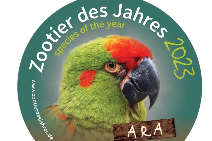 Ara, das Zootier des Jahres 2023 – Aras sind im Wildbestand bedroht.