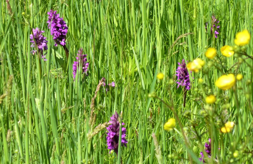 Orchideenwiesen im Naturschutzgebiet Voßnacken in Herne-Börnig.