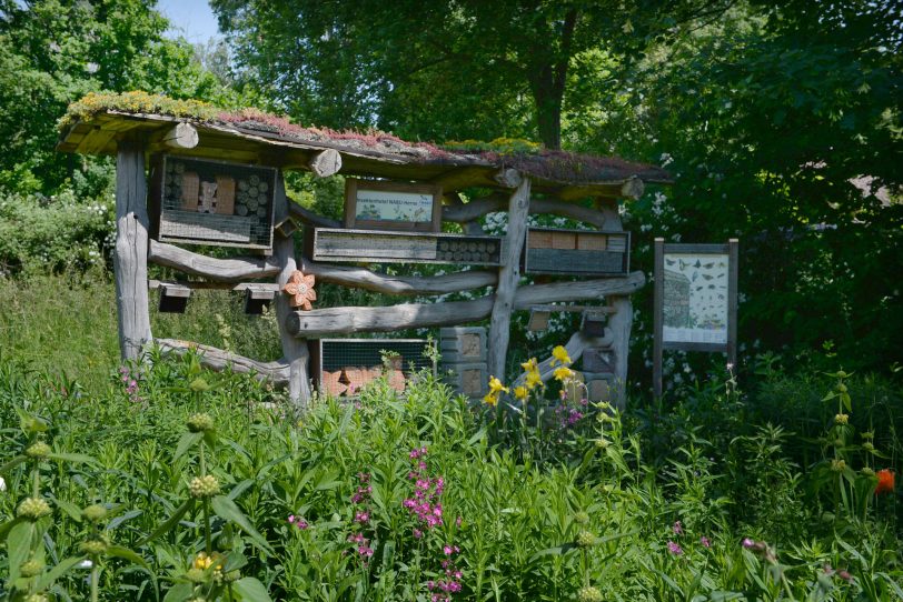 Im BUND-Garten an der Vinckestraße grünt und blüht es im Juni ganz besonders schön.