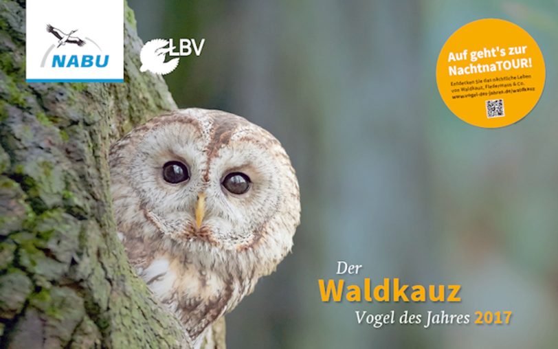 Der Waldkauz ist Vogel des Jahres 2017