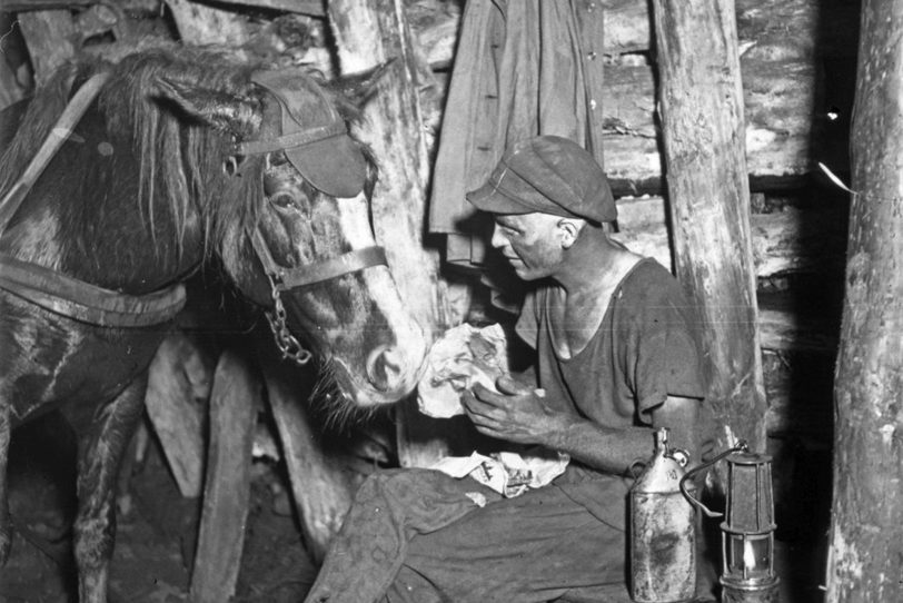 Das Grubenpferd als Kumpel unter Tage. Motiv aus der Zeche Robert Müser in Bochum, 1937.