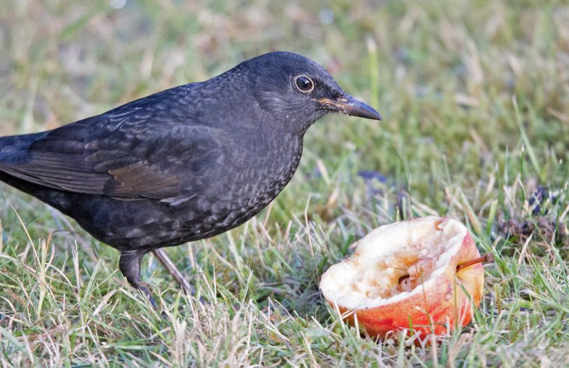 Eine Amsel genießt ihren Apfel.