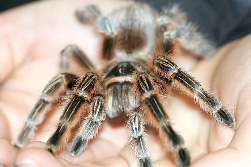 Die Theraposa blondi kann eine Beinspannweite von über 30 cm erreichen.