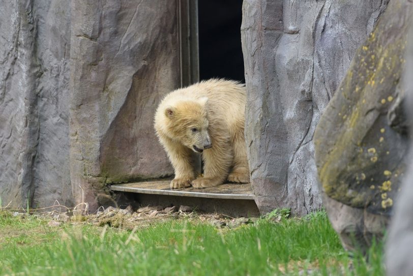 Eisbärmädchen Nanook erkundet die Außenanlage