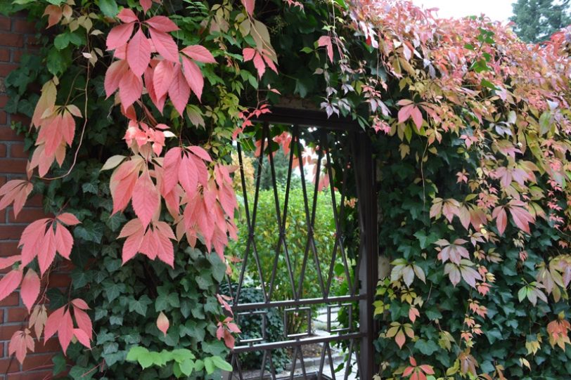 Fassadengerünung - hier im Herbst.