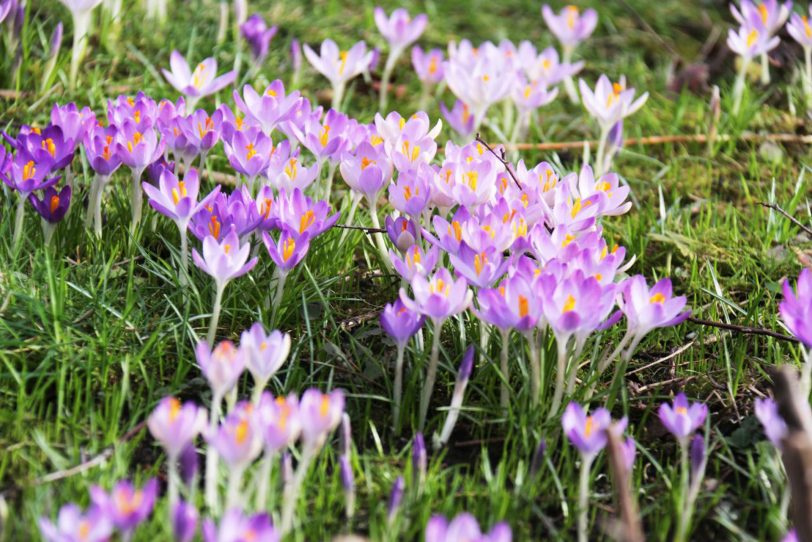 Überall Krokusse im Garten.