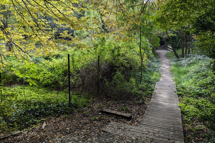 Der Gysenberg-Wald.