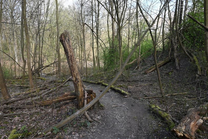 Die Trails im Wald hinter der Hügelstraße sind nicht immer von Menschen gemacht.