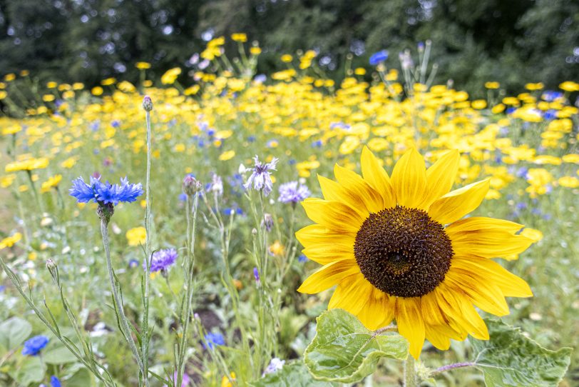 Blühende Pflanzen soll es bald an der Sodinger Straße auf einem Ackerland der Biobrüder geben: Dort kann man Anteile erwerben und so die ökologische Vielfalt fördern (Symbolbild).