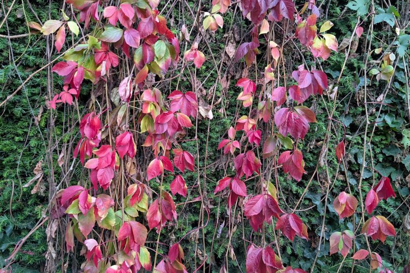 Bunt sind schon die Blätter...