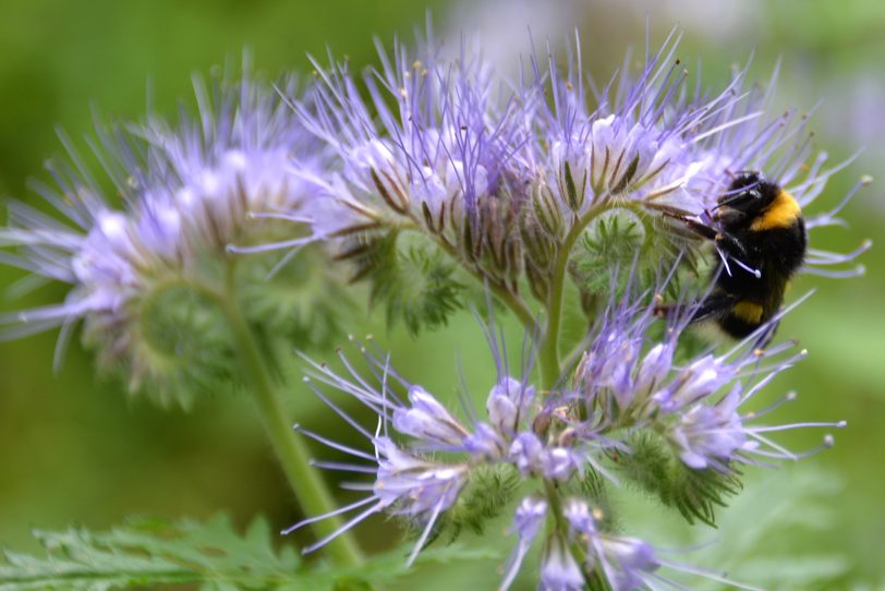 Der Bienenfreund (Phacelia tanacetifolia), auch Büschelschön oder Rainfarn genannt, blüht im Gysenberg-Wald.