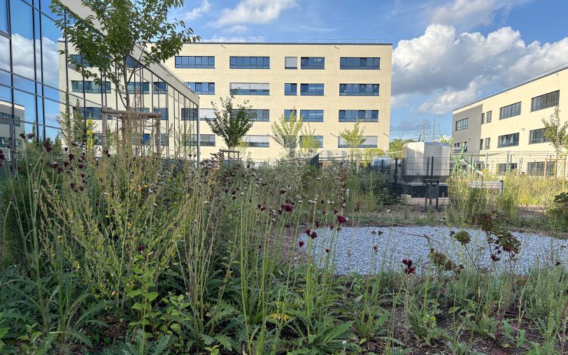 Blick auf der begrünten Dachterrasse: Zu sehen sind die Gebäude für die Förderschule Forellstraße, links sind die Firma diprotec und das Familienkiosk untergebracht.