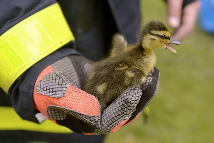 Der Feuerwehrmann hat das Küken im Griff.
