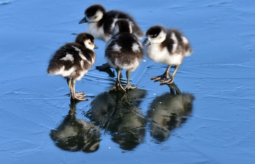 Gänsemarsch im Schlosspark Herten.