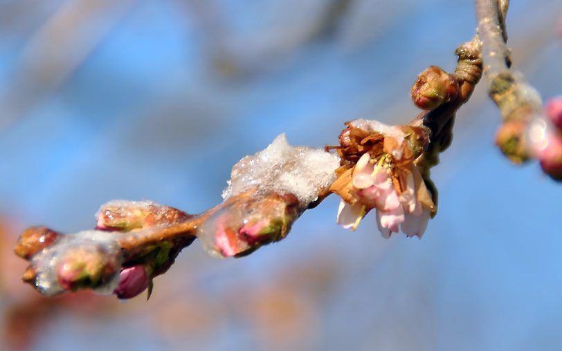 Japanische Kirschblüte im Stadtgarten