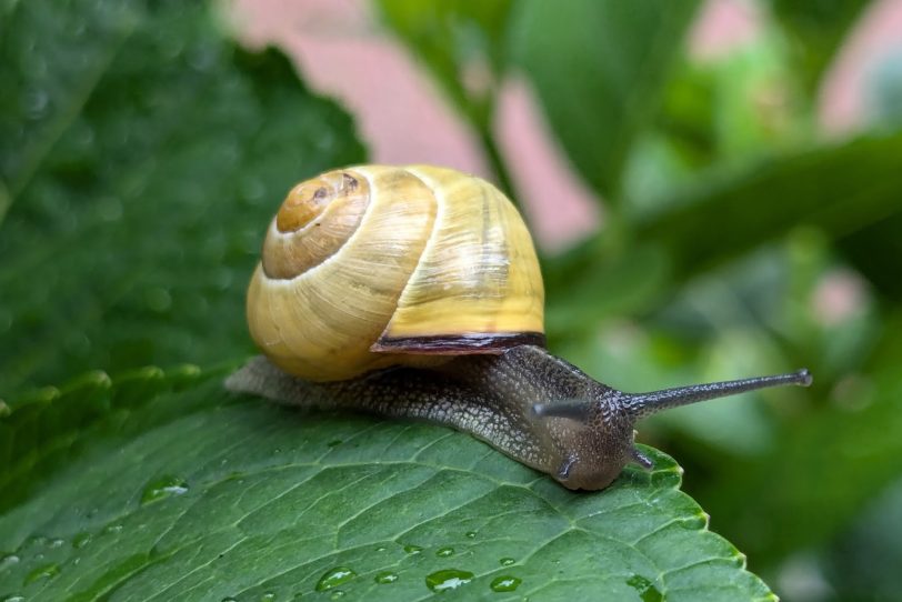 Gehäuseschnecke – Schnecke mit einem Haus. Sie frisst abgestorbene oder verrottete Pflanzenteile; frische Pflanzen, Pilze