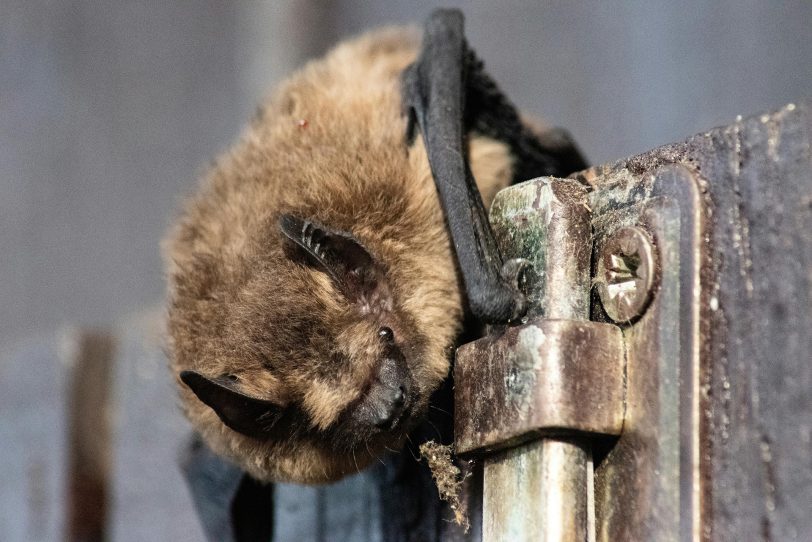 Fledermäuse bewohnen die ehemalige Zeche Hannover.