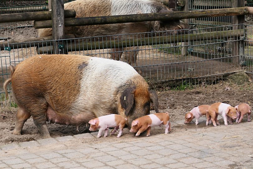 Rotbunte Husumer Schweine: Mutter Ines mit ihrem Nachwuchs.