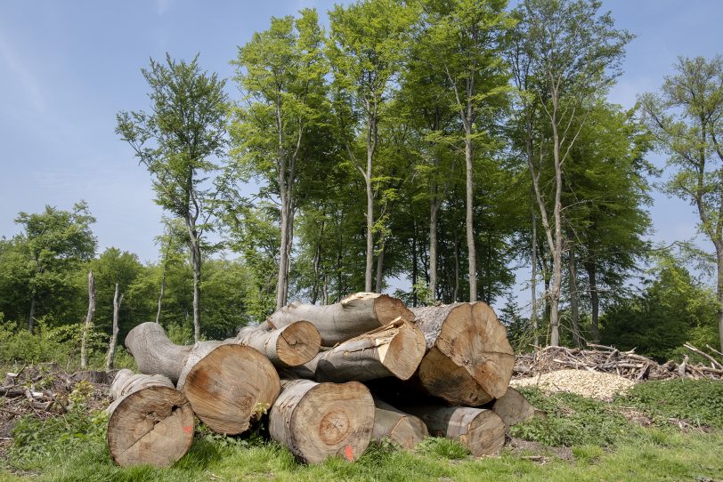 Aufforstung im Constantiner Wald.