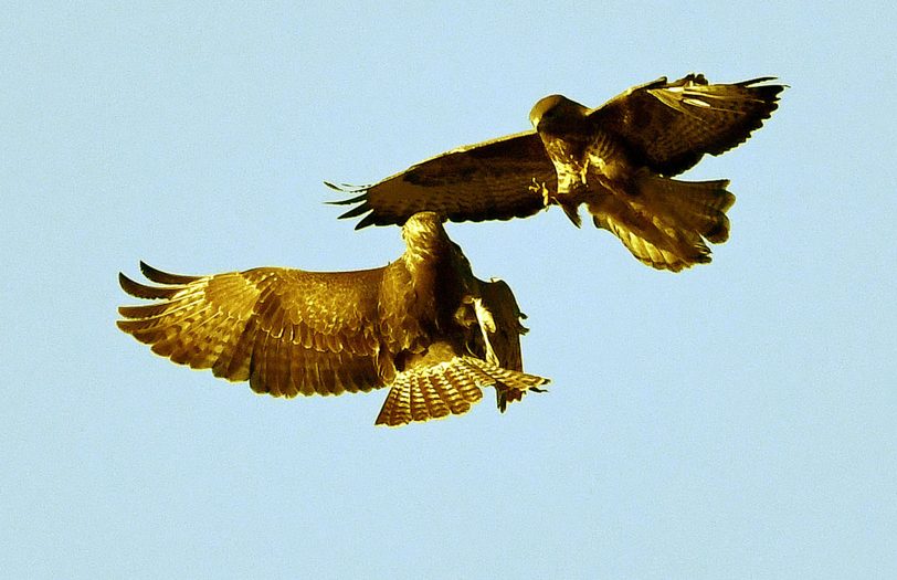 Wasservögel, Vögel und eine Schildkröte an den Teichen rund um das Schloss Herten.