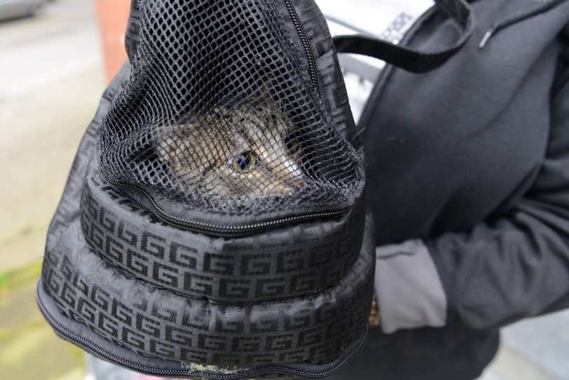...genau wie Katze Valerie