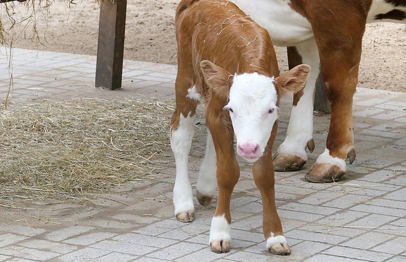 Das Kälbchen mit dem Namen „Zenzi“ hat dunkelbraunes Fell und einen weißen Kopf mit braunen Ohren.