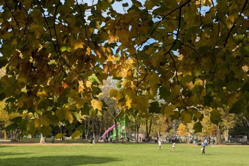 Herbst – die Bäume auf der großen Wiese im Park des Gysenbergs legen ihr Herbstkleid an.