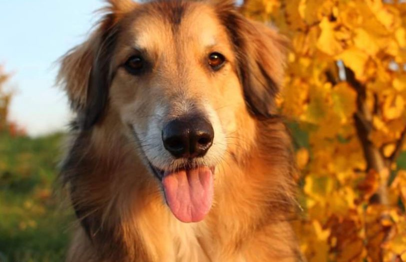 Auch Cooper freut sich schon auf das große Jubiläum der bunten Hunde.
