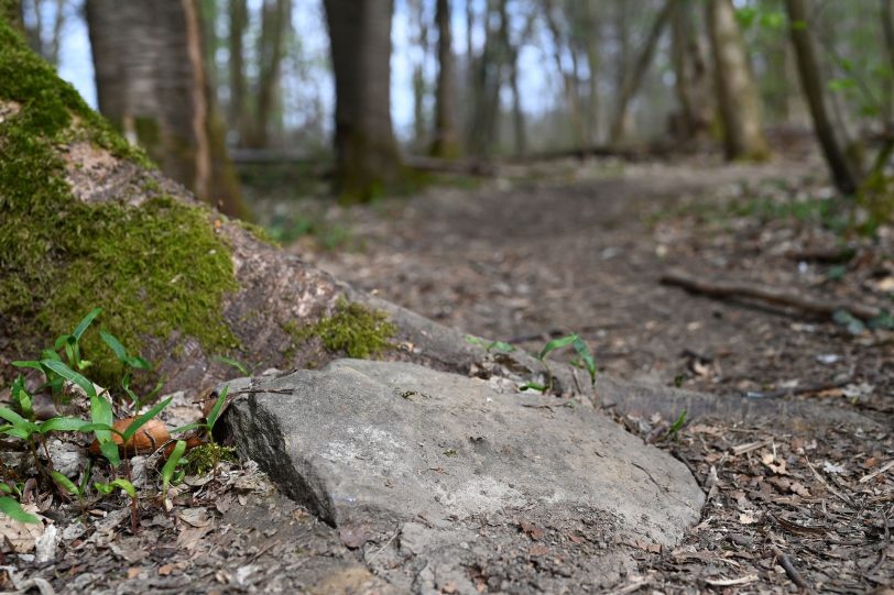 Präparierte Strecke in dem Waldgebiet hinter der Hügelstraße.