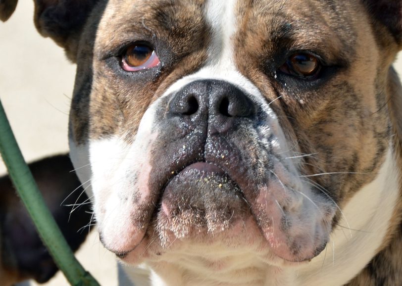 Für jeden Vierbeiner fällt Hundesteuer an - auch für die, die grimmig gucken.