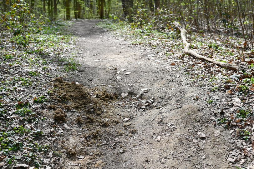 Der Reitweg im Waldstück hinter der Hügelstraße.