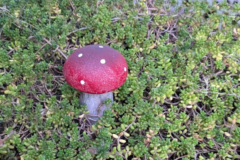 Herbst bringt die Pilze.