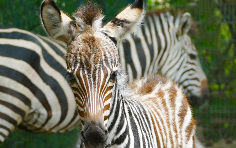 Das Zebrafohlen Farasi wurde Ende Juni 2024 in der Zoom Erlebniswelt geboren.