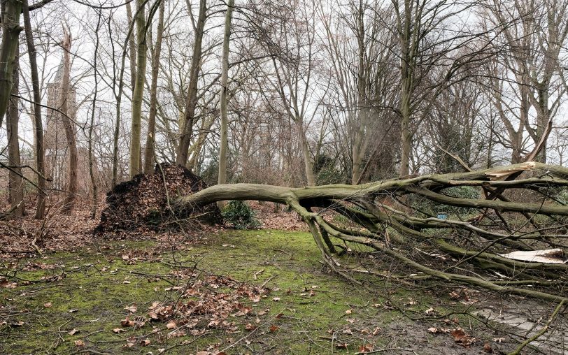 Umgestürzter Baum im Sportpark Eickel.