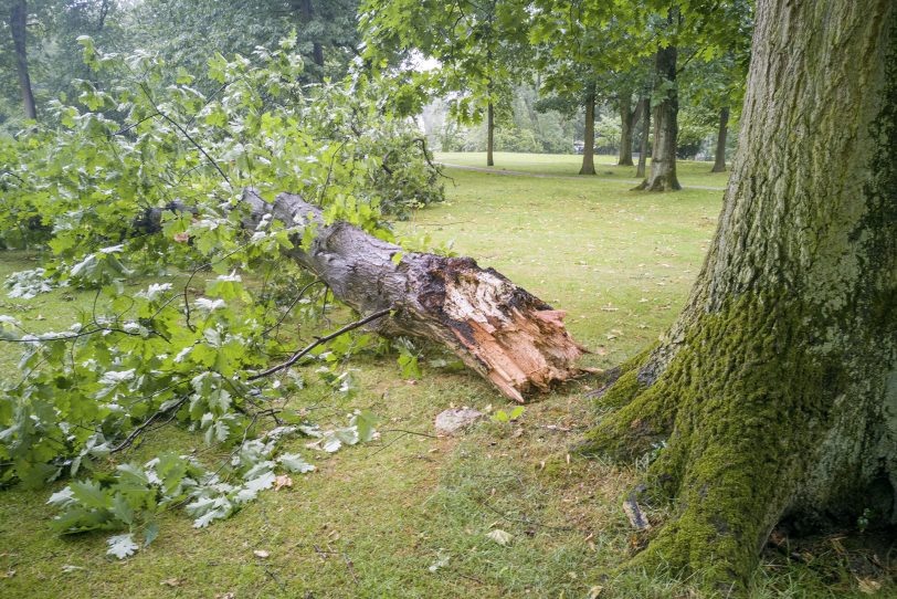 Laut krachend stürzte der kapitale Ast auf die durchnässte große Wiese.