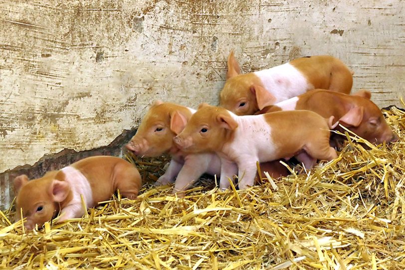 Rotbunte Husumer Schweine im Zoom Erlebniswelt im April 2024 – fünf Mädchen und ein Junge.