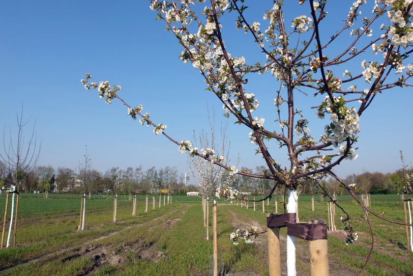 Obst- Bäume.