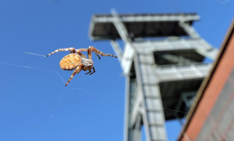 War es eine Spinne dieser Art? Wir wissen es nicht.