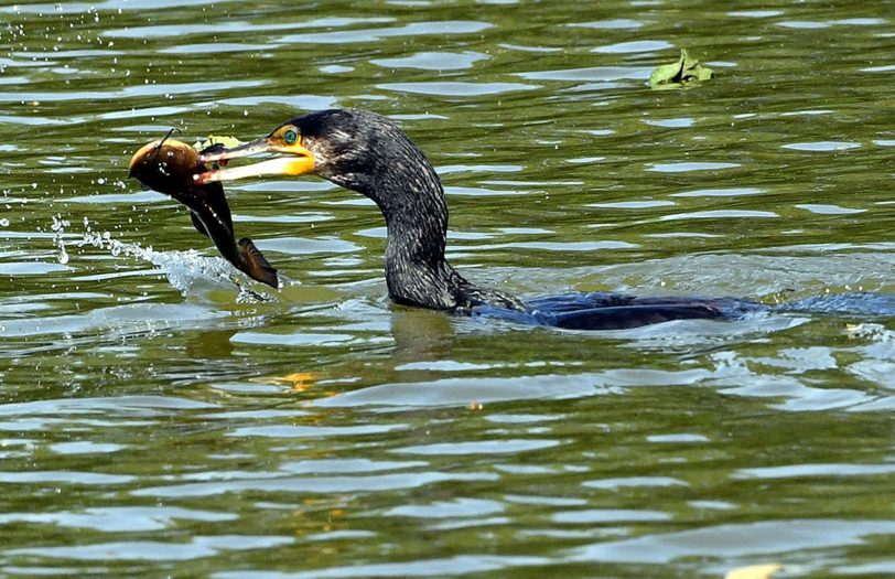 Wasservögel, Vögel und eine Schildkröte an den Teichen rund um das Schloss Herten.