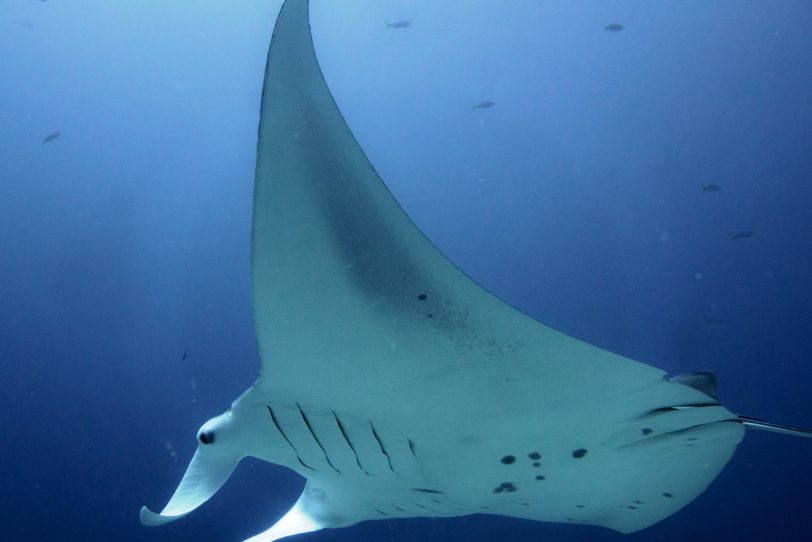 Ein großer Manta im Pazifischen Ozean - Riesenmantas können eine Spannweite von sieben Metern und ein Gewicht von zwei Tonnen erreichen (Symbolbild)