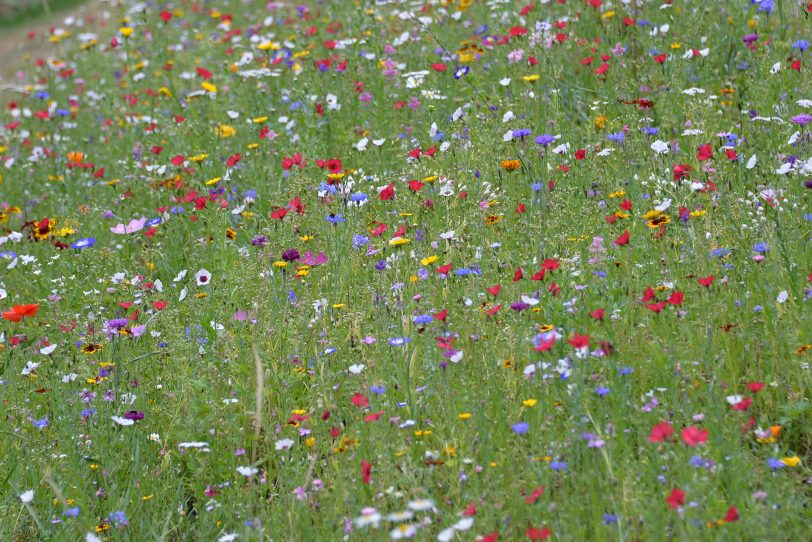 Wildblumen-Wiese tun etwas für den Erhalt von Insekten und der Biodiversität