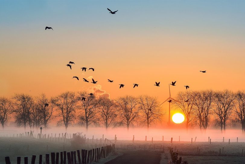Für Gänse, Biber, Silberreiher ist Schutzgebiet das reinste Wasserparadies – die Bislicher Insel in Xanten.