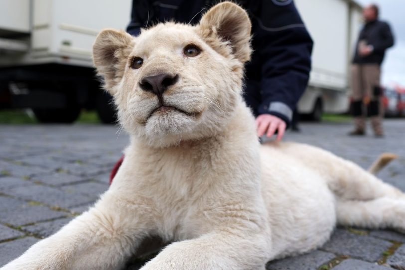 Der fünf Monate alte weiße Löwe Simba.