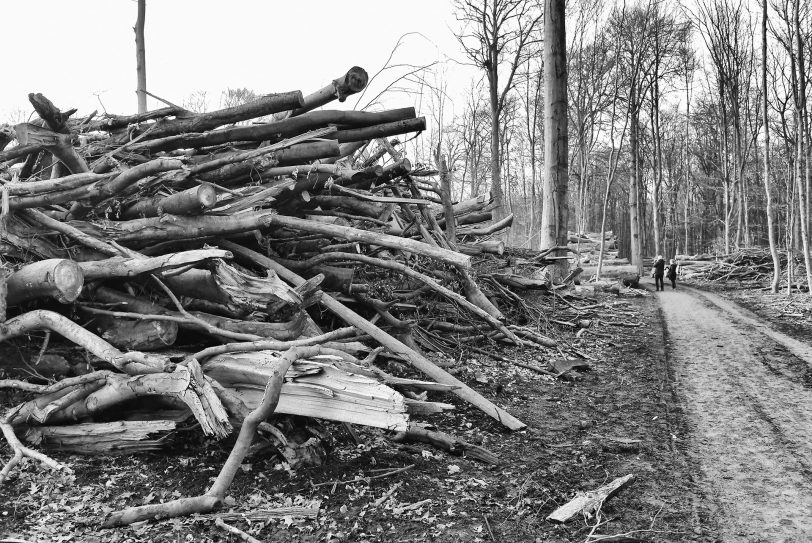 Stürme zerstörten die Wälder.