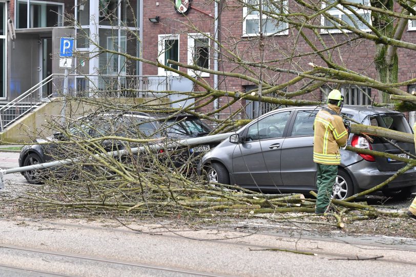 Umgestürzter Baum vor dem Amtsgericht.
