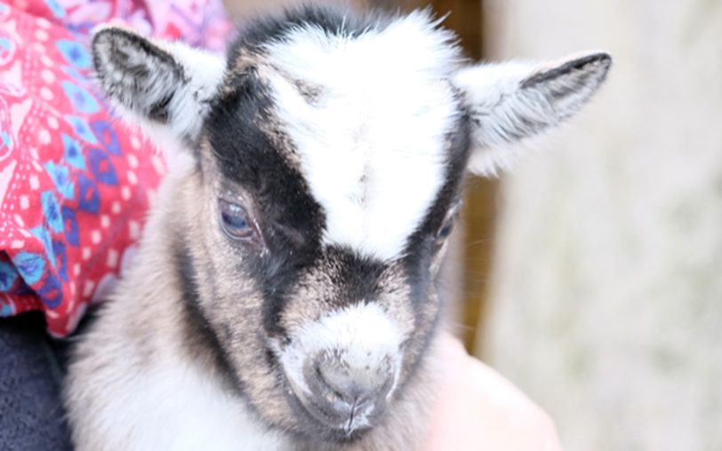 Zwergziegen-Baby.